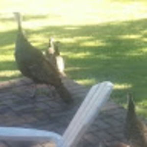 Meet your Posher, Joe